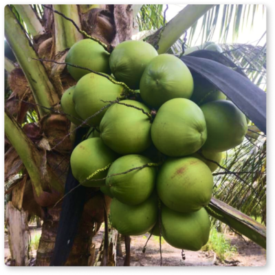 Coco Verde Frutal