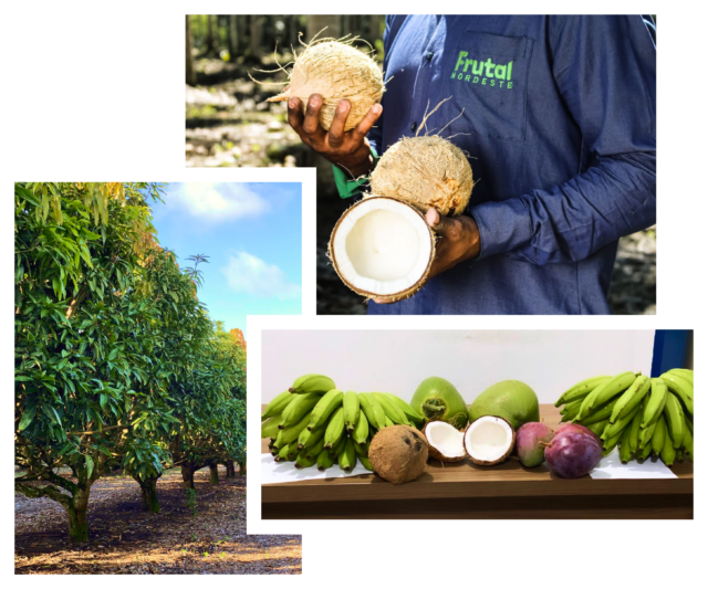 Frutal Nordeste - Produzindo as melhores frutas para você!